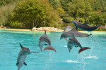 Dauphins Planète sauvage - Delfin